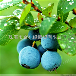 蓝莓酒酿造方法